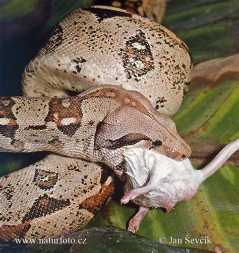 interesting boa constrictor facts  interesting facts