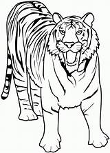 Tiger Coloring Pages sketch template