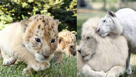 Whiter Lion And White Tiger Fall In Love And Make Adorable