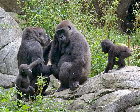young gorillas  leave nc zoo heres  wunc
