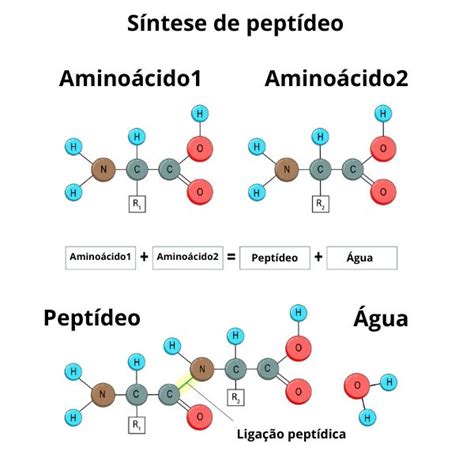 Enzimas O Que Sao Funcoes Classificacao Biologia Net Images