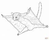 Glider Possum Petauro Zucchero Phalanger Volant Azucar Azúcar Ausmalbild Planeando sketch template