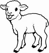 Sheep Coloring Lamb Baby Cute Pages Drawing Print Laughing Born Colouring Printable Color Sheet Kids Getcolorings Getdrawings Everfreecoloring Coloringsky sketch template