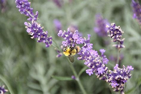 lavender herb lavender   herb originally   medit flickr