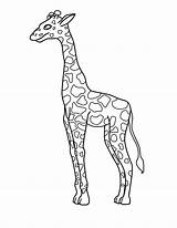 Giraffe Pages Color Coloring Drawing Outline Colouring Printable Clipart Easy Kids Getdrawings sketch template