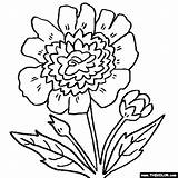 Peony Coloring Pages Flower Marigold Flowers Online Color Rose Comments Thecolor 51kb 560px sketch template