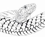 Anaconda Realistic Clipartmag Snake sketch template