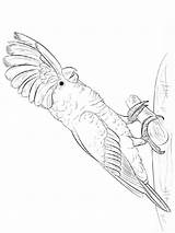 Coloring Pages Cockatoo Cockatoos Print Birds Recommended sketch template