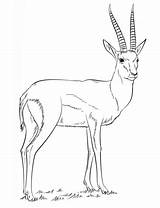Gazelle Coloring Pages Springbok Drawing Draw Printable Thomson Supercoloring Kids Gazelles Print Step Animal Tutorials Color Crafts Choose Board Results sketch template