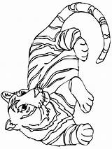 Tiger Coloring Pages Tigers Detroit Big Cat Wild Colouring Stripes Printable Baby Cartoon Cliparts Color Clip Cute Resting Head Getcolorings sketch template