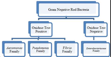 Categorization Of Gram Negative Rod Bacteria Based On The