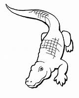 Crocodile Alligator Nile Gar Caiman Procoloring Sketch sketch template
