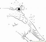 Hummingbird Calliope Dots Connect Dot sketch template