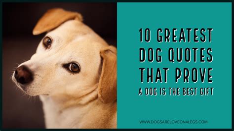 greatest dog quotes  prove  dog    gift dogs  love   legs