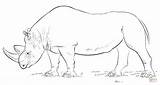 Rhino Coloring Pages African Rhinos Printable Drawing sketch template