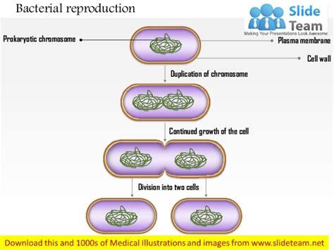 bacterial reproduction medical images  power point