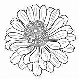 Zinnia Coloring Flower Illustrations Stock Freehand Sketch Adult Book sketch template