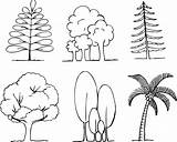 Trees Coloring Tree Pages Kids Draw Leaf Plant Nature Printable sketch template