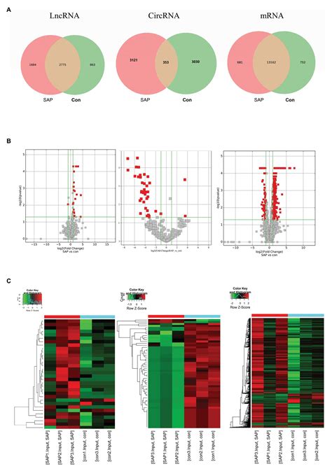 frontiers comprehensive analysis  differentially expressed lncrna circrna  mrna