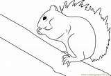 Coloring Squirrel Eastern Grey Pages Coloringpages101 sketch template