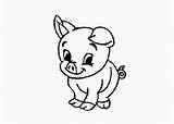 Pig Coloring Baby Pages Cartoon Cute Kids sketch template