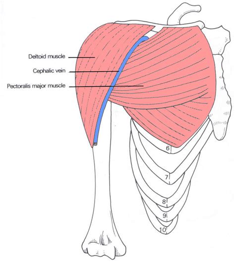 deltoid muscle attachment modernhealcom