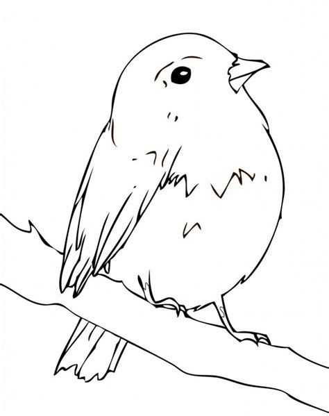robin coloring pages  coloring pages  kids farm animal