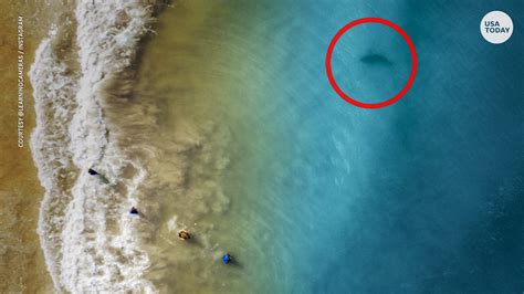 dads drone captures shark swimming   kids