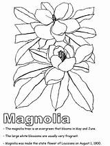 Coloring Magnolia Louisiana Blossom State Symbols Printables States United Getdrawings Leaf Drawing sketch template