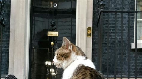 happy anniversary larry  downing street cat whythepodcast