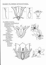 Botany sketch template