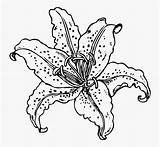 Stargazer Lily Symmetry Clipartkey sketch template