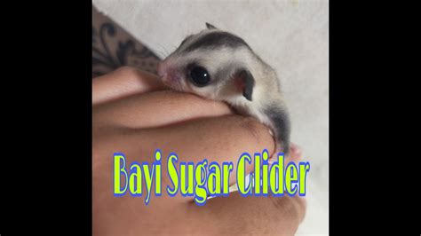 bayi sugar glider youtube