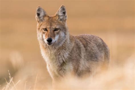 coyote facts canis latrans