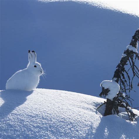 arctic hare tundra animals