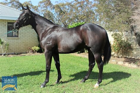 2020 adelaide yearling sale lot 458 fighting sun aus bad kitty