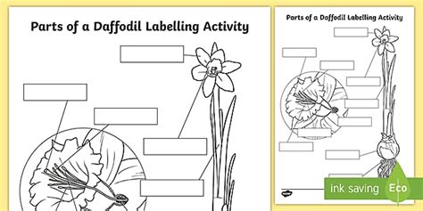 parts   daffodil labelling activity teacher