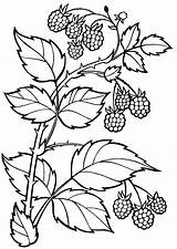 Coloring Berries Pages Rama Branch Raspberries Colorkid Search sketch template