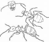 Ant Hormigas Hormiga Colorear Ants Colony Bestcoloringpagesforkids Insect Dragoart sketch template