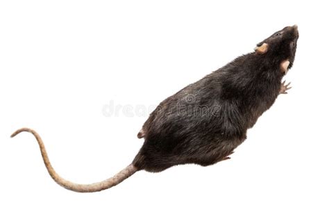 gray rat isolated  white background stock photo image  animals