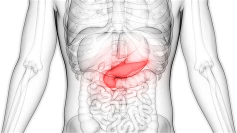 pancreas anatomy function  treatment