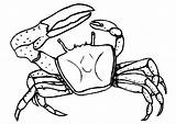 Crab Coloring Pages Kids Printable Sea Template Drawing Outline Hermit Cartoon Templates Cliparts Creature Colouring Crabs Creatures Krabbe Animal Clipart sketch template