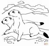Coloring Pages Ferrets Weasel Colouring Two Printable Ferret Animal Footed Elegant Animals Crafts Shapes Body Kids Printables Turtle Divyajanani Categories sketch template