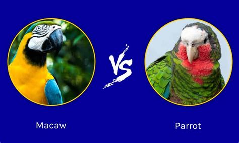 macaw  parrot whats  difference   animals
