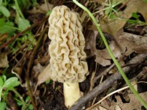 False Morel Mushrooms Wisconsin All Mushroom Info