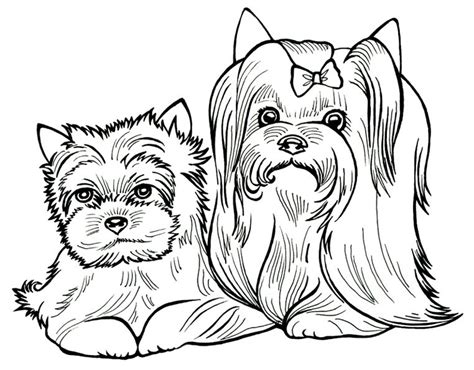 yorkshire terrier coloring page art starts yorkie terrier  cindy
