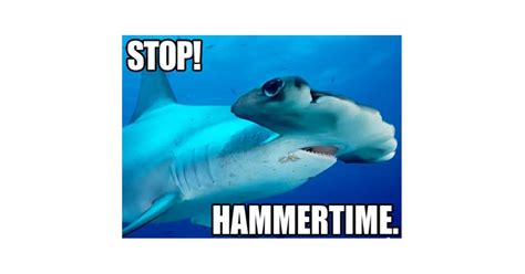 Mc Hammer Head Best Shark Memes Popsugar Tech Photo 3