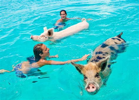 meet  swimming pigs   bahamas wishes family travel