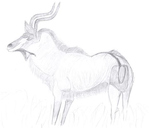 gazelle drawing  aric conall fine art america