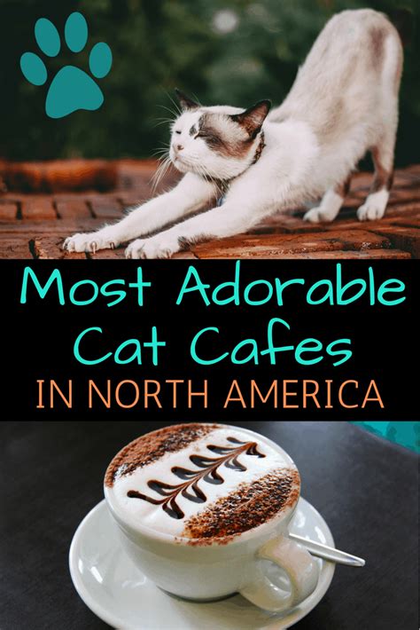 adorable cat cafes    canada cat cafe foodie destinations cute cats